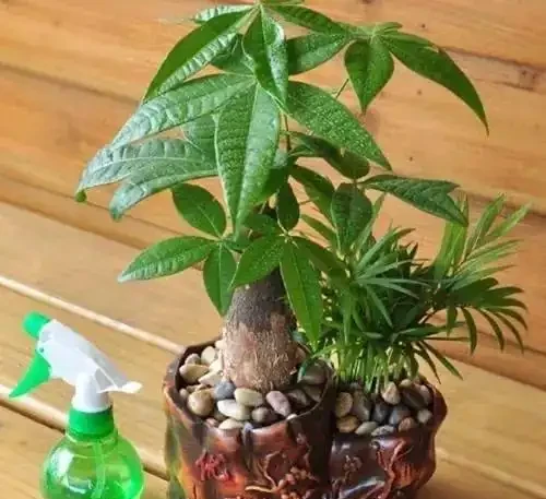 養發財樹,牢記「3重點」,枝葉繁茂,葉片翠綠,一年四季財運旺