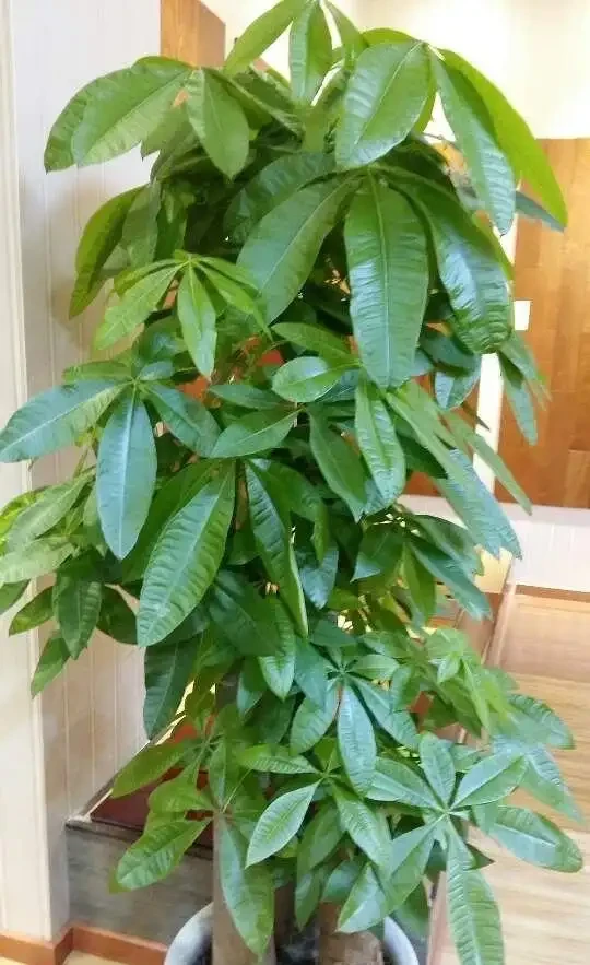 養發財樹,牢記「3重點」,枝葉繁茂,葉片翠綠,一年四季財運旺