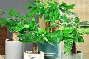 養發財樹，牢記「3重點」，枝葉繁茂，葉片翠綠，一年四季財運旺