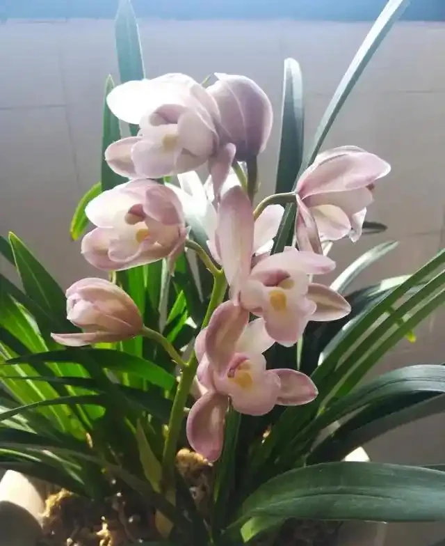 蘭花葉片突然發黃,其實是在釋放「求救訊號」,可別不當一回事