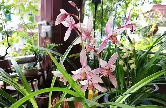 蘭花葉片突然發黃,其實是在釋放「求救訊號」,可別不當一回事