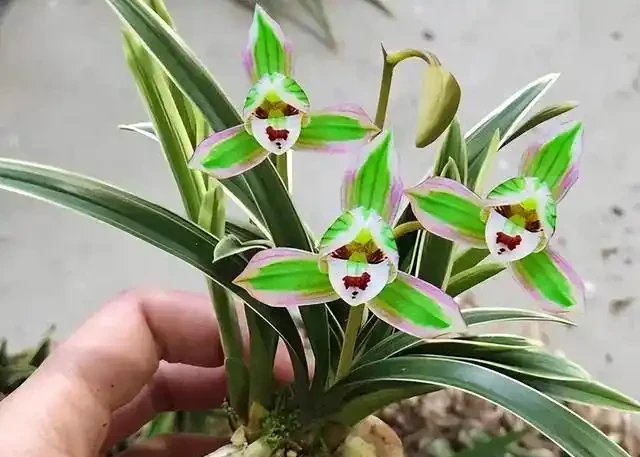 蘭花葉片突然發黃,其實是在釋放「求救訊號」,可別不當一回事