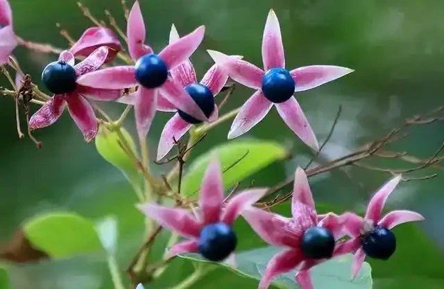 蘭花葉片突然發黃,其實是在釋放「求救訊號」,可別不當一回事