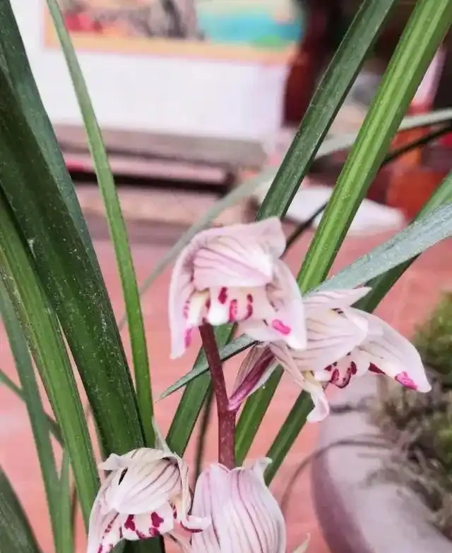 蘭花葉片突然發黃,其實是在釋放「求救訊號」,可別不當一回事