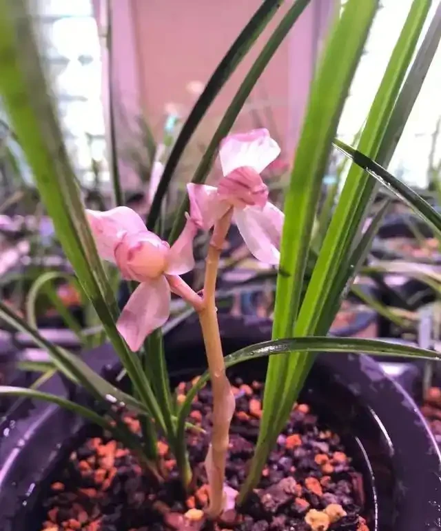 蘭花葉片突然發黃,其實是在釋放「求救訊號」,可別不當一回事