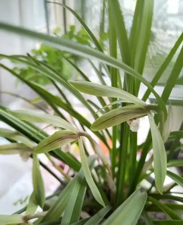 蘭花葉片突然發黃,其實是在釋放「求救訊號」,可別不當一回事