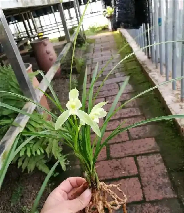 蘭花葉片突然發黃,其實是在釋放「求救訊號」,可別不當一回事