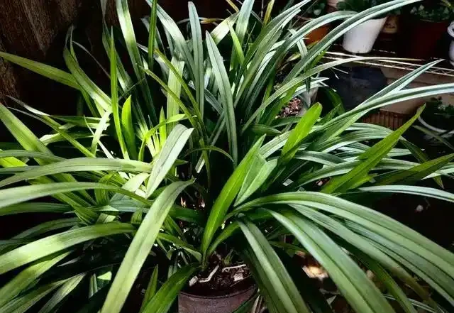 蘭花葉片突然發黃,其實是在釋放「求救訊號」,可別不當一回事