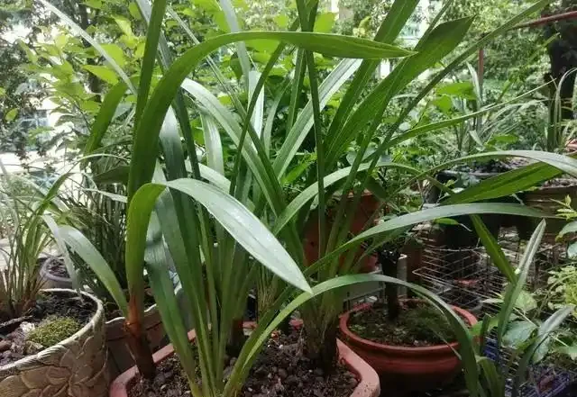 蘭花葉片突然發黃,其實是在釋放「求救訊號」,可別不當一回事