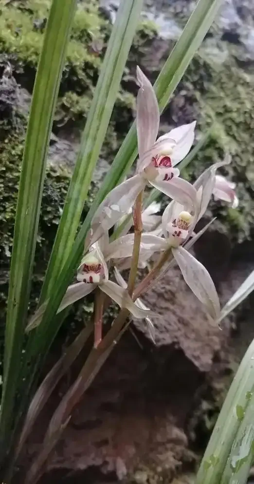 蘭花葉片突然發黃,其實是在釋放「求救訊號」,可別不當一回事