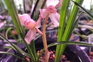 蘭花葉片突然發黃，其實是在釋放「求救訊號」，可別不當一回事