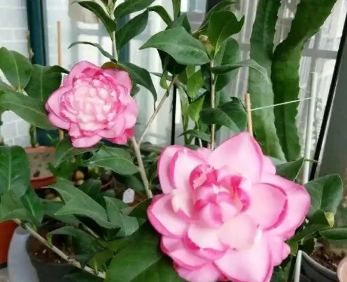 茶花樹施什麼肥料最好?教你「一招」,盆栽枝葉繁茂、猛開花