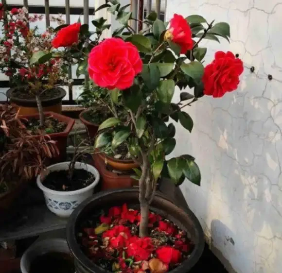茶花樹施什麼肥料最好?教你「一招」,盆栽枝葉繁茂、猛開花