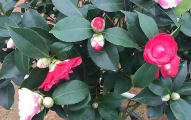 茶花樹施什麼肥料最好?教你「一招」,盆栽枝葉繁茂、猛開花