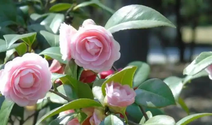 茶花樹施什麼肥料最好?教你「一招」,盆栽枝葉繁茂、猛開花