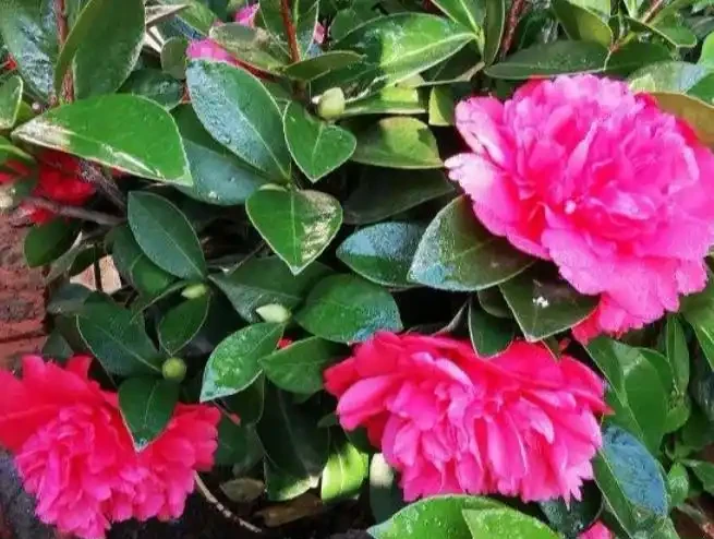 茶花樹施什麼肥料最好?教你「一招」,盆栽枝葉繁茂、猛開花