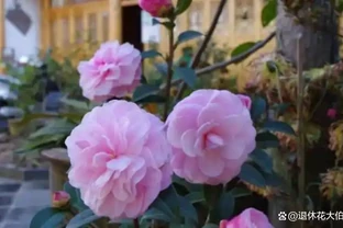 茶花樹施什麼肥料最好？教你「一招」，盆栽枝葉繁茂、猛開花