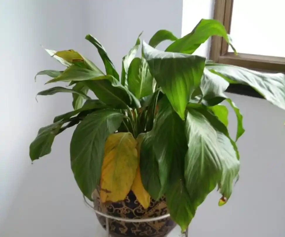 白鶴芋的花葉子軟下來,怎麼辦?