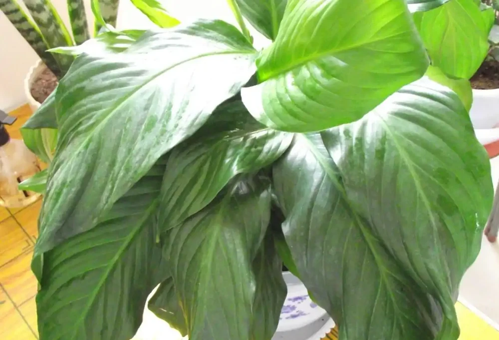 白鶴芋的花葉子軟下來,怎麼辦?