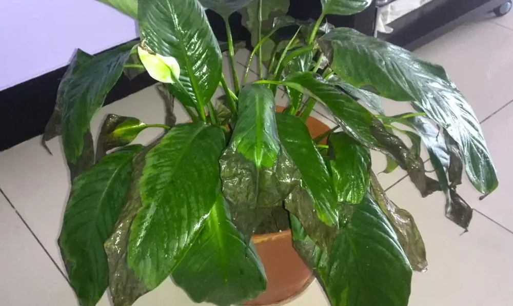 白鶴芋的花葉子軟下來,怎麼辦?