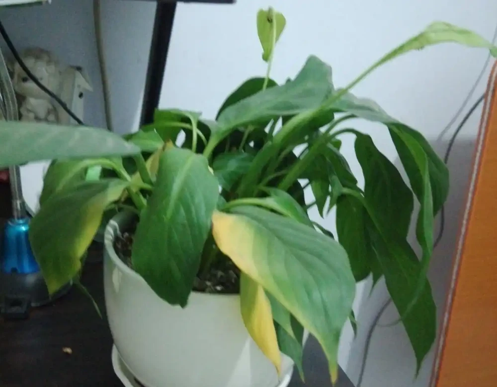 白鶴芋的花葉子軟下來,怎麼辦?