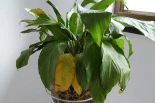 白鶴芋的花葉子軟下來，怎麼辦？