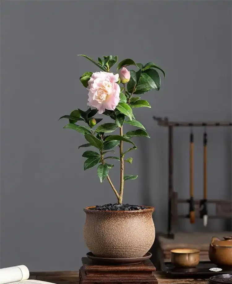 給茶花選擇什麼型別的肥料最好?