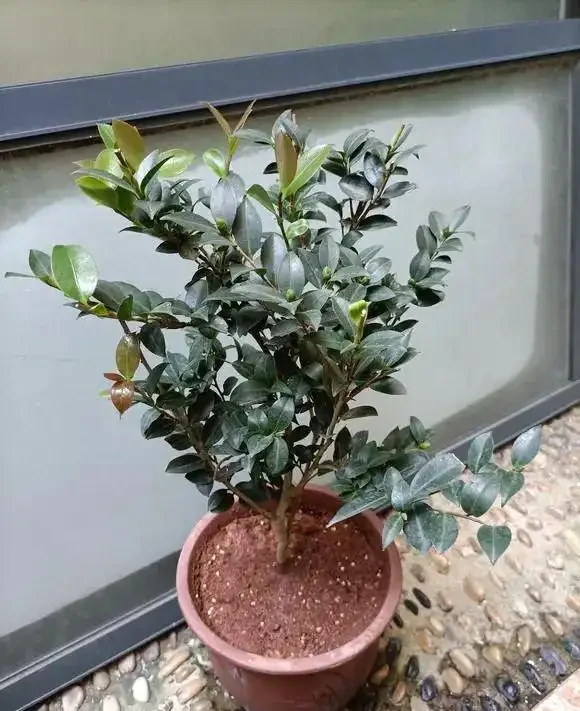 給茶花選擇什麼型別的肥料最好?