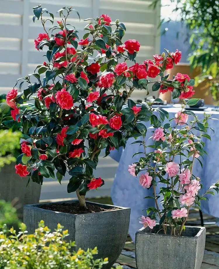 給茶花選擇什麼型別的肥料最好?