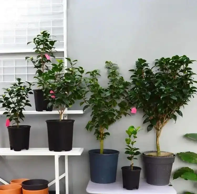 給茶花選擇什麼型別的肥料最好?
