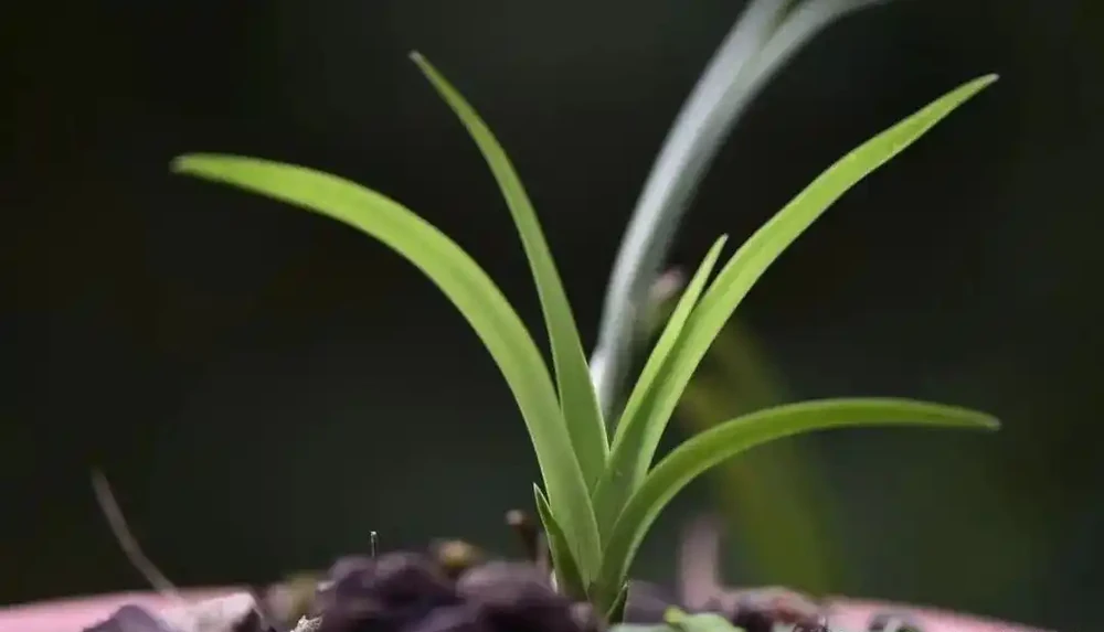 蘭花葉尖常常乾枯怎麼辦？可以試試這4種情況處理，讓蘭葉更漂亮