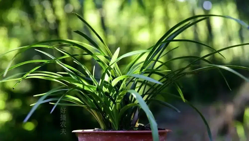 蘭花葉尖常常乾枯怎麼辦？可以試試這4種情況處理，讓蘭葉更漂亮
