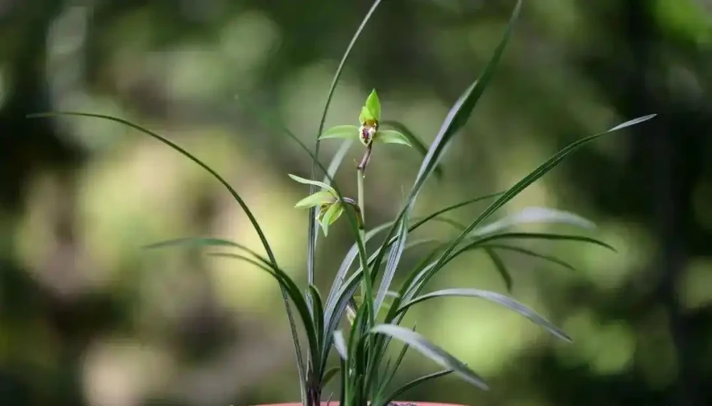 蘭花葉尖常常乾枯怎麼辦？可以試試這4種情況處理，讓蘭葉更漂亮
