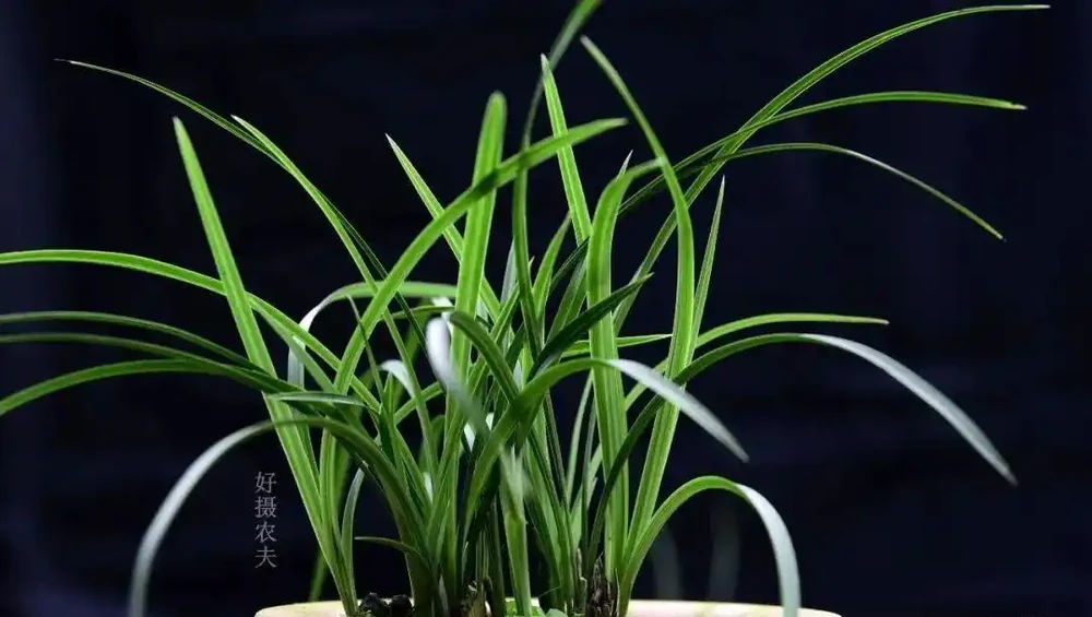 蘭花葉尖常常乾枯怎麼辦？可以試試這4種情況處理，讓蘭葉更漂亮