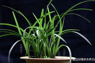 蘭花葉尖常常乾枯怎麼辦？可以試試這4種情況處理，讓蘭葉更漂亮