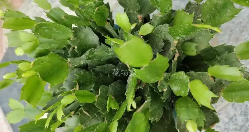 夏季高溫天,8種花會「假死」,別被「表象」騙了,扔了就虧大了