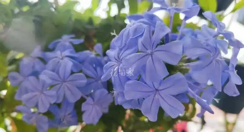 夏季高溫天,8種花會「假死」,別被「表象」騙了,扔了就虧大了