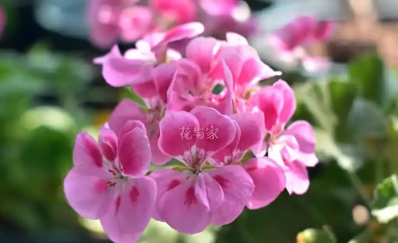 夏季高溫天,8種花會「假死」,別被「表象」騙了,扔了就虧大了