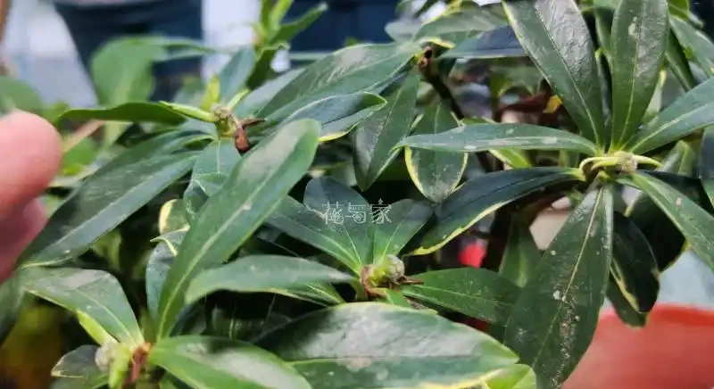 夏季高溫天,8種花會「假死」,別被「表象」騙了,扔了就虧大了