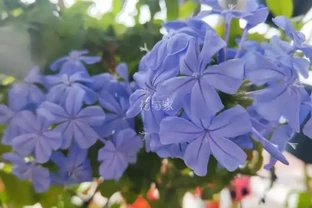 夏季高溫天，8種花會「假死」，別被「表象」騙了，扔了就虧大了