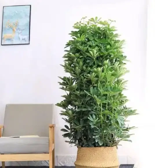 適合放辦公室的大盆綠植