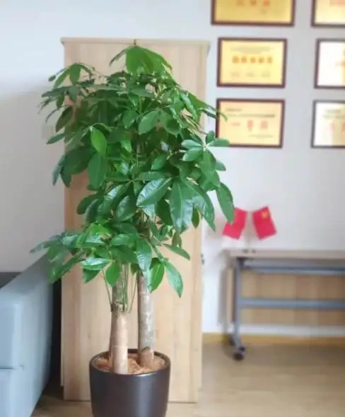 適合放辦公室的大盆綠植