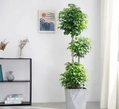 適合放辦公室的大盆綠植