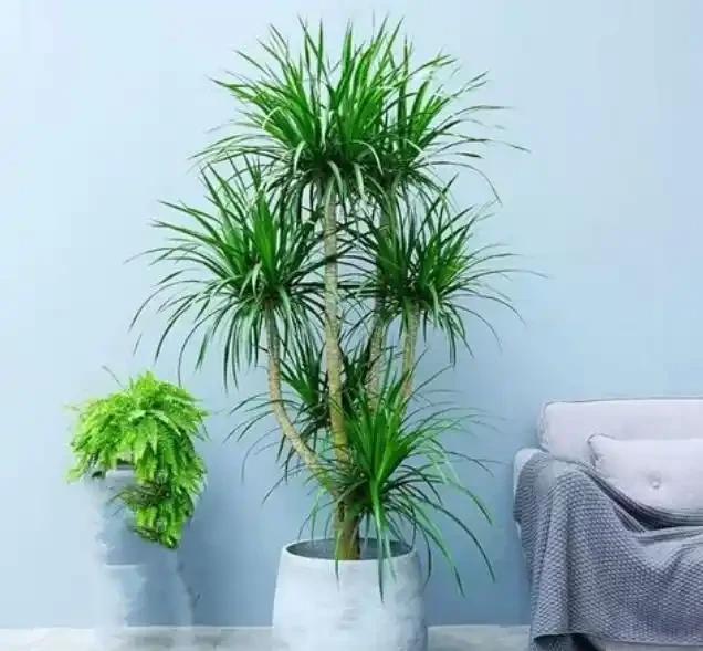 適合放辦公室的大盆綠植