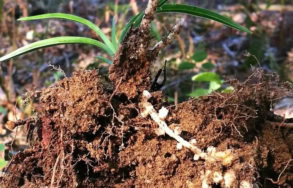 種植蘭花用什麼土?70%的蘭友不知道,這3種土養蘭花苗壯根肥花多