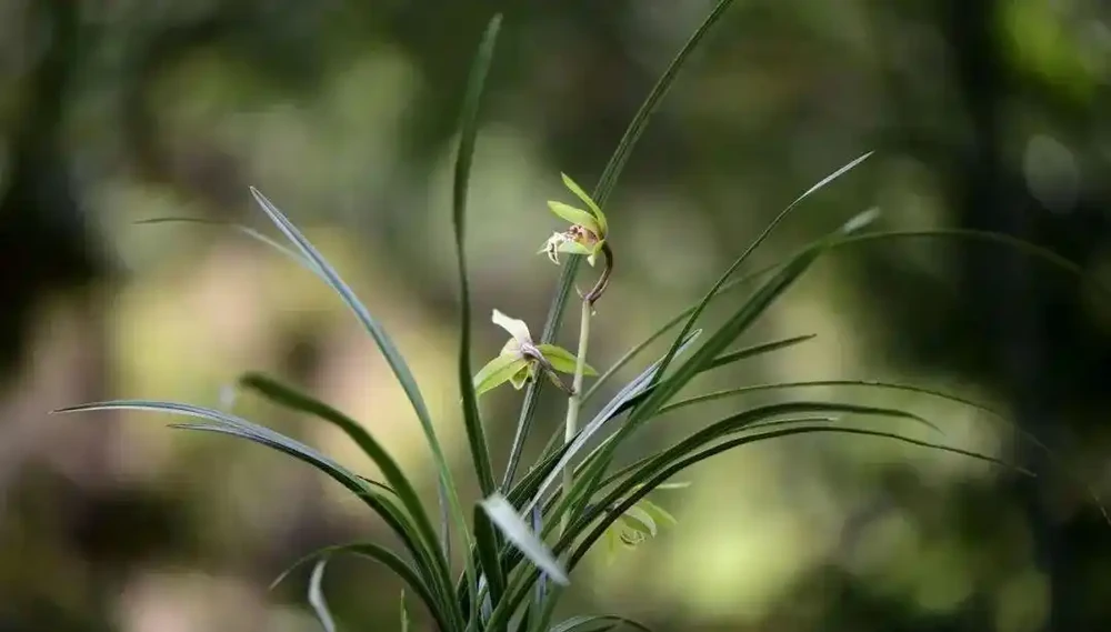 種植蘭花用什麼土?70%的蘭友不知道,這3種土養蘭花苗壯根肥花多