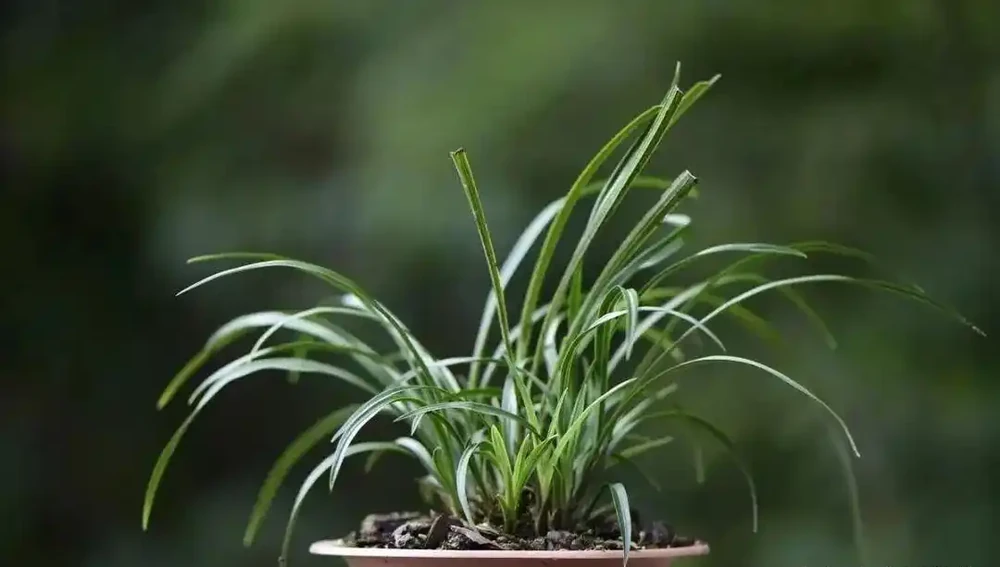 種植蘭花用什麼土?70%的蘭友不知道,這3種土養蘭花苗壯根肥花多