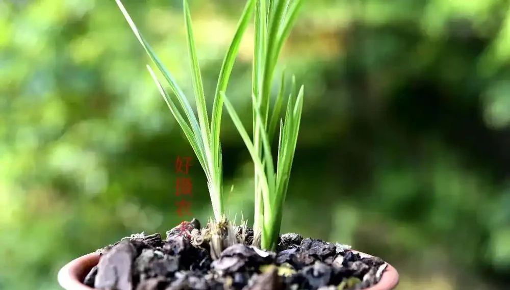 種植蘭花用什麼土?70%的蘭友不知道,這3種土養蘭花苗壯根肥花多