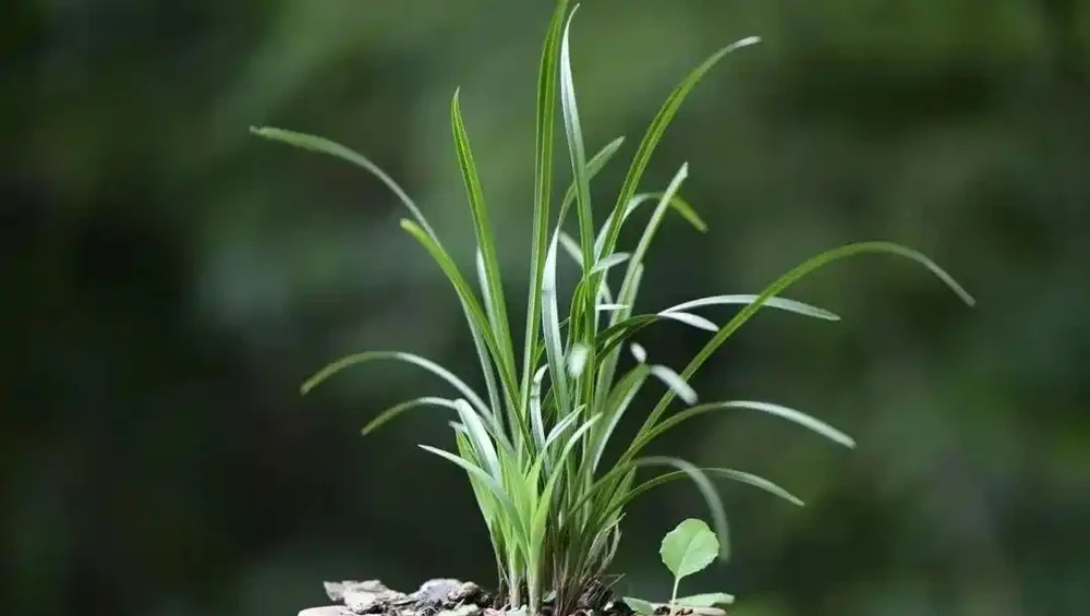 種植蘭花用什麼土?70%的蘭友不知道,這3種土養蘭花苗壯根肥花多