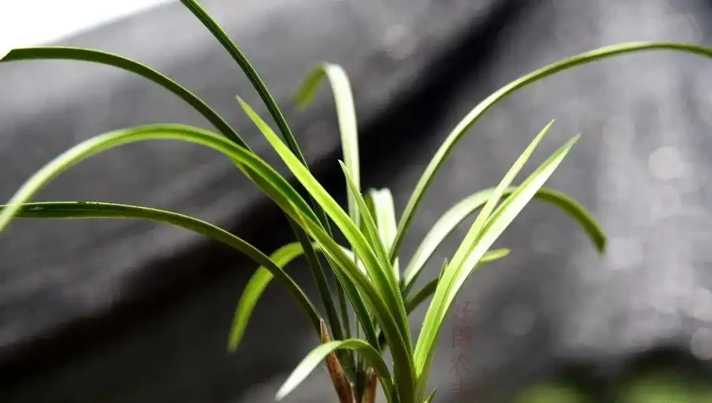 種植蘭花用什麼土?70%的蘭友不知道,這3種土養蘭花苗壯根肥花多